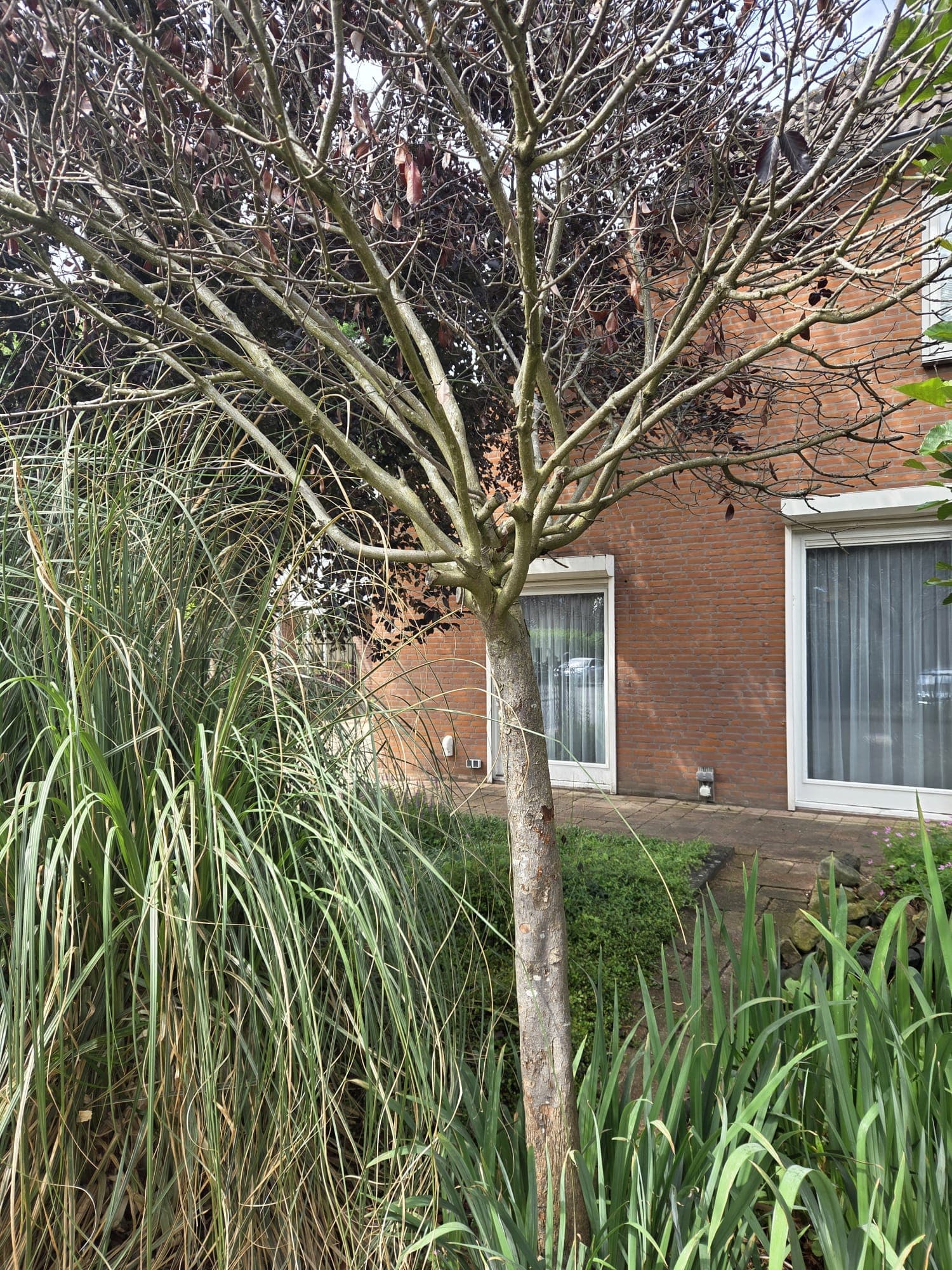 Verzorgde tuin met boom en siergras